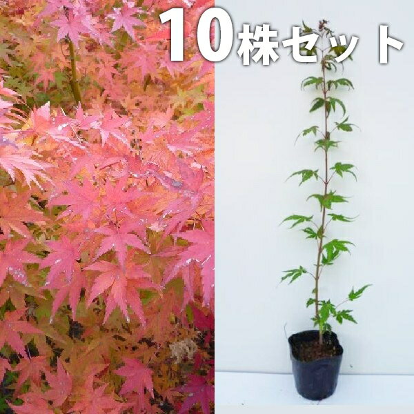 ������̵������10�ܥ��åȡ� �����ϥ�ߥ� ����0.3m���� 10.5cm�ݥå� (�����Ϲ��� ���� ��ߥ� ��ߤ� ������ ������ ��) ���� �� ���� ����...