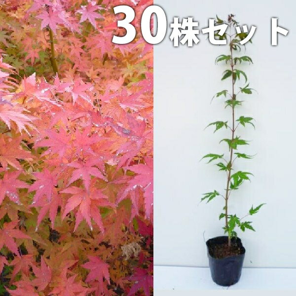 ������̵������30�ܥ��åȡ� �����ϥ�ߥ� ����0.3m���� 10.5cm�ݥå� (�����Ϲ��� ���� ��ߥ� ��ߤ� ������ ������ ��) ���� �� ���� ����...