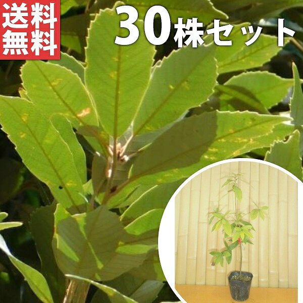 ■送料無料■【30本セット】 イチイガシ 樹高0.5m前後 10.5cmポット (一位樫 シノニム) 苗木 苗 植木 庭木 生け垣 生垣 目隠し