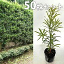 ■送料無料■【50本セット】 イヌマキ 樹高0.3m前後 10.5cmポット 苗木 苗 (犬槇) いぬまき 植木 庭木 生け垣 生垣 目隠し