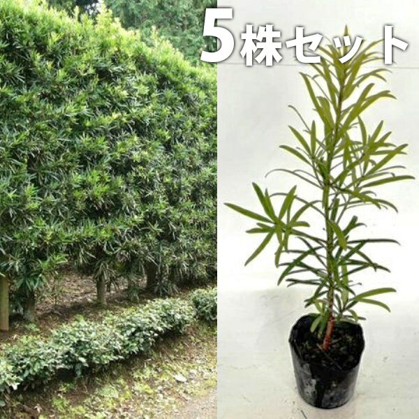 ������̵������5�ܥ��åȡ� ���̥ޥ� ����0.3m���� 10.5cm�ݥå� ���� �� (����) ���̤ޤ� ���� ���� ������ ���� �ܱ���