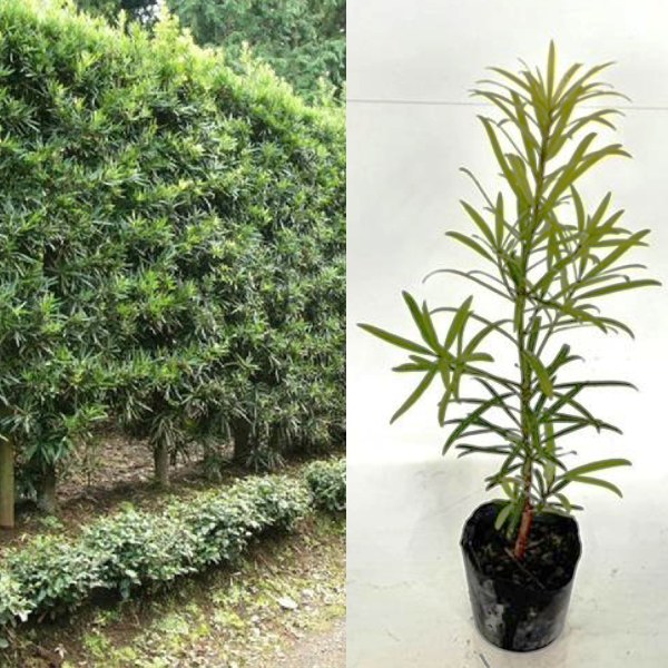 ���̥ޥ� ����0.3m���� 10.5cm�ݥå� ���� �� (����) ���̤ޤ� ���� ���� ������ ���� �ܱ��� 1�ܡʤ����ʥ��å����䤢��ޤ���