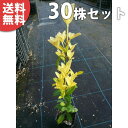 ■送料無料■【30本セット】 オウゴンマサキ 樹高0.3m前後 10.5cmポット 苗木 苗 おうごんまさき (黄金マサキ) スーパー黄金マサキ 生垣用 生垣 ...
