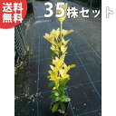 ■送料無料■【35本セット】 オウゴンマサキ 樹高0.3m前後 10.5cmポット 苗木 苗 おうごんまさき (黄金マサキ) スーパー黄金マサキ 生垣用 生垣 ...