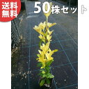 ■送料無料■【50本セット】 オウゴンマサキ 樹高0.3m前後 10.5cmポット 苗木 苗 おうごんまさき (黄金マサキ) スーパー黄金マサキ 生垣用 生垣 ...