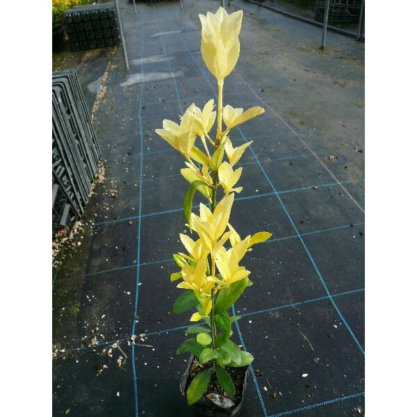 ��������ޥ��� ����0.3m���� 10.5cm�ݥå� ���� �� ��������ޤ��� �ʲ���ޥ����� �����ѡ�����ޥ��� ������ ���� ���� ���� ������ �ܱ��� 1...