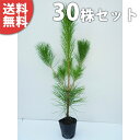 ■送料無料■【30本セット】 クロマツ 樹高0.8m前後 10.5cmポット 黒松 くろまつ 苗木 苗 松の木 植木 庭木 生け垣 シンボルツリー 常緑樹