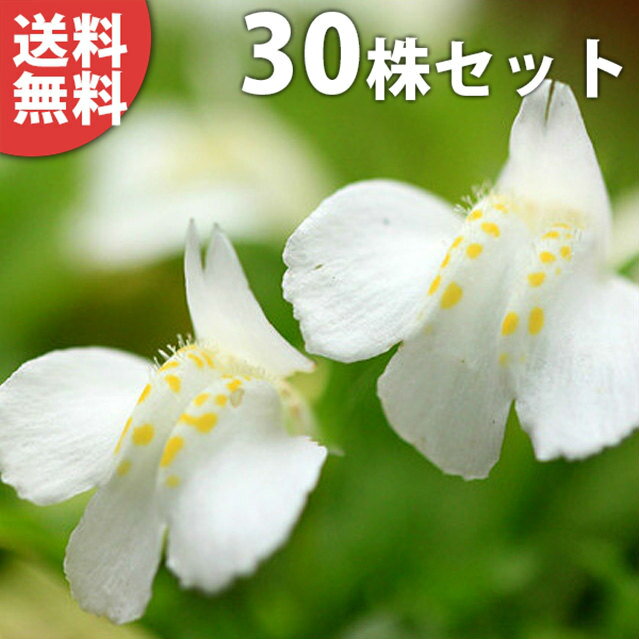 ������̵������30�ݥåȥ��åȡ� ���������������Хʥ������� 9cm�ݥå� ��֥������� ��� ���� �� ���� ���� ������ ���𡦥����ɥ��С�