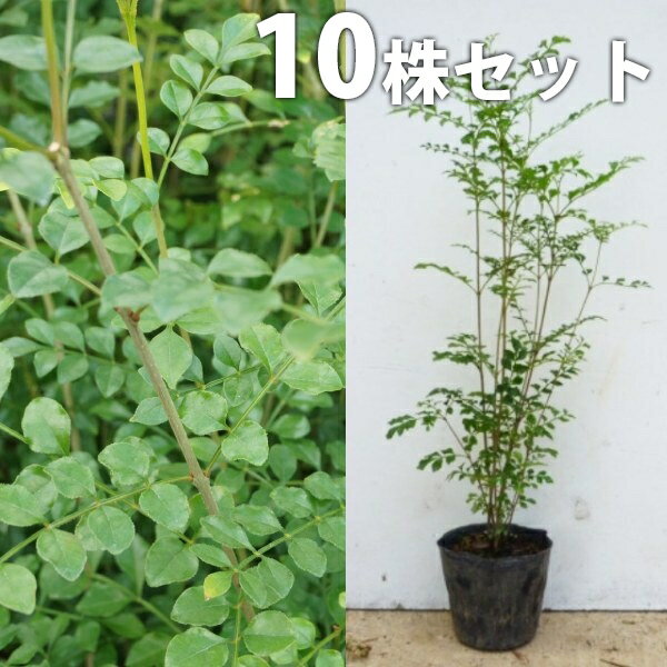 ������̵������10�ܥ��åȡ� ���ޥȥͥꥳ ����0.3m���� 10.5cm�ݥå� ��Ω�� ���� �� ���� ���� ������ ����ܥ�ĥ꡼ ���м�