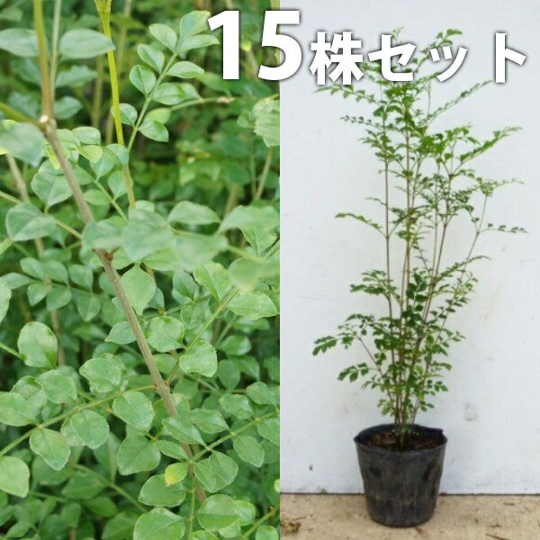 ������̵������15�ܥ��åȡ� ���ޥȥͥꥳ ����0.3m���� 10.5cm�ݥå� ��Ω�� ���� �� ���� ���� ������ ����ܥ�ĥ꡼ ���м�