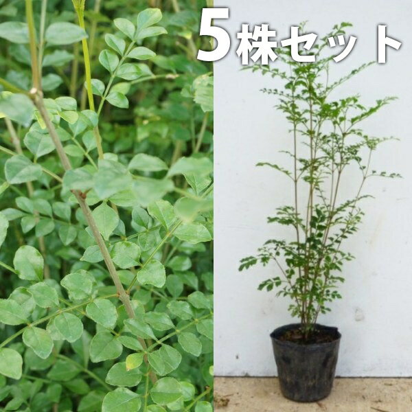 ������̵������5�ܥ��åȡ� ���ޥȥͥꥳ ����0.3m���� 10.5cm�ݥå� ��Ω�� ���� �� ���� ���� ������ ����ܥ�ĥ꡼ ���м�