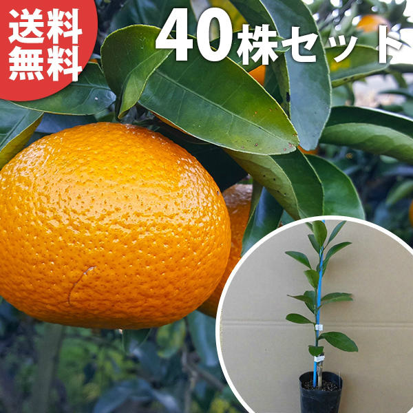 ■送料無料■【40本セット】 スイートスプリング（ポット） みかん オレンジ 1本で実がなる 柑橘 接ぎ木 苗木 素掘り苗 苗 樹高0.2m前後 9cmポット 果樹苗 果樹 植木 木
