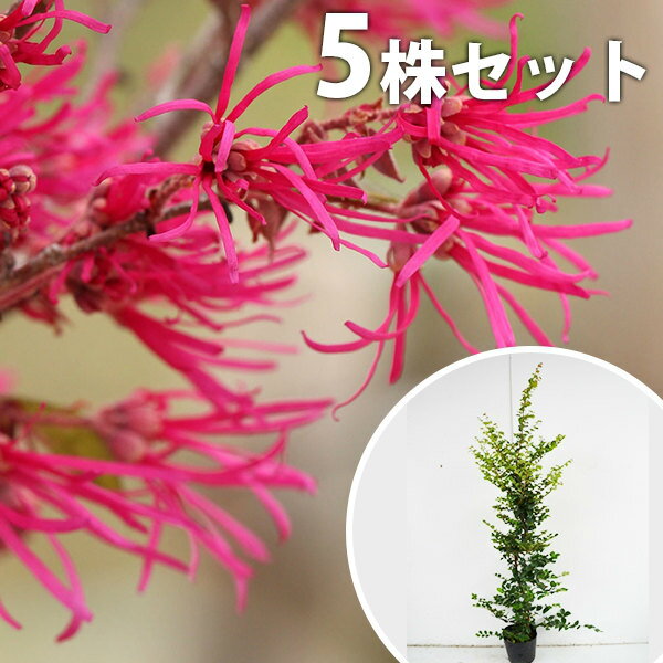 ■送料無料■トキワマンサク樹高1....