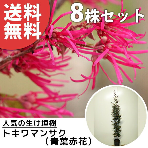 ■送料無料■トキワマンサク樹高1....