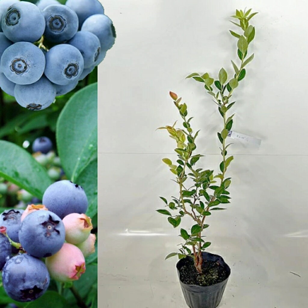 ■送料無料■【10本セット】 ブルーベリー・プレミア 樹高0.4m前後 15cmポット 花、実、紅葉、庭木 ラビットアイ ブルーベリー 苗木 苗 植木 庭木 生け垣 ブルーベリー 果樹