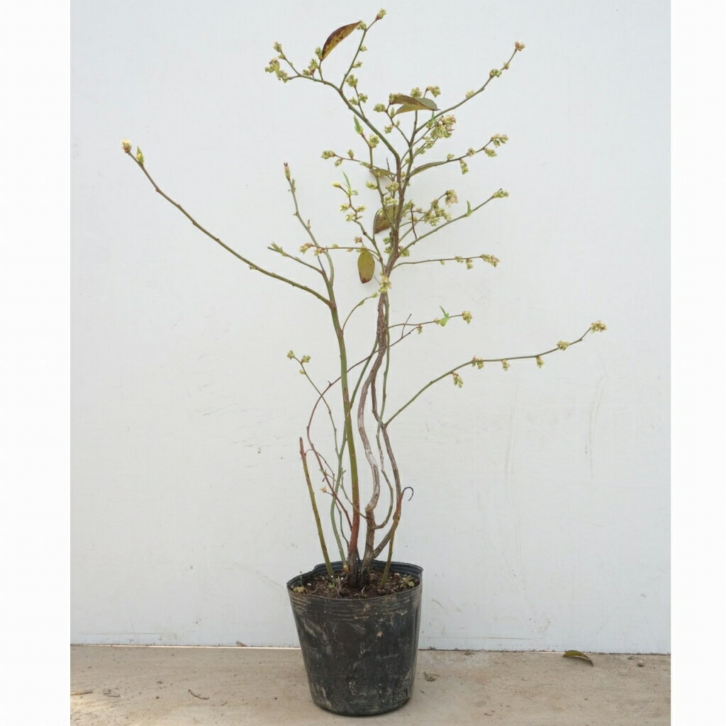 �֥롼�٥꡼���ۡ���٥� ����0.4m���� 15cm�ݥå� �֡��¡����ա����� ��ӥåȥ��� �֥롼�٥꡼ ���� �� ���� ���� ������ �֥롼�٥꡼ �̼� 1�ܡʤ����ʥ��å����䤢��ޤ���