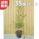 ■送料無料■【35本セット】 ボックスウッド 樹高0.25m前後 15cmポット 優良品 苗 苗木 生垣 植木 庭木 生け垣 目隠し