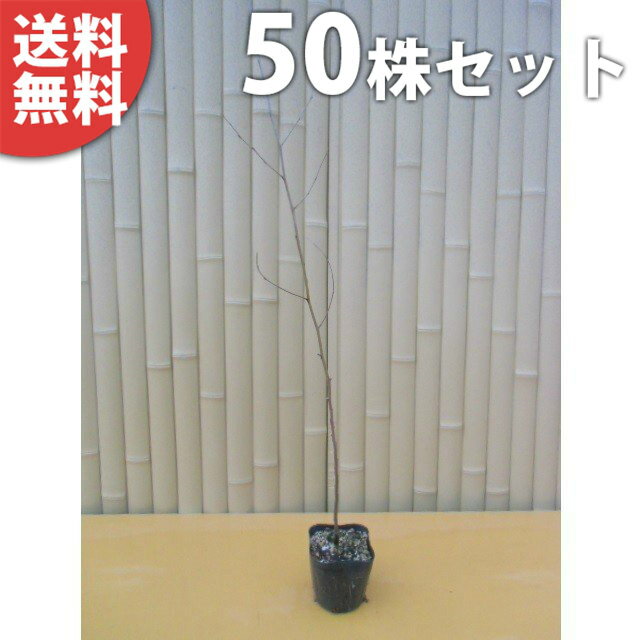 ■送料無料■【50本セット】 ムクノキ 樹高0.5m前後 10.5cmポット 苗木 植木 苗 庭木 生け垣 花を楽しむ木 夏に花を咲かせる植木特集