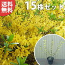 ■送料無料■【15本セット】 レンギョウ 樹高0.4m前後 15cmポット れんぎょう 苗木 苗 植木 庭木 生け垣 花を楽しむ木 春に花を咲かせる植木特集