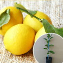 レモン・アレンユーレカ（ポット） 苗木 ポット苗 1本で実がなる レモンの木 接ぎ木 苗 柑橘 樹高0.2m前後 9cmポット 果樹苗 果樹 植木 木 （お得なセット販売もございます）