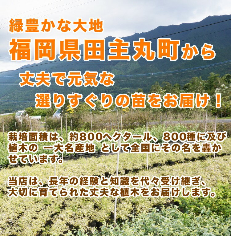 ■送料無料■【10本セット】 ハマヒサカキ 樹高0.4m前後 15cmポット 苗木 苗 植木 庭木 生け垣 花を楽しむ木 春に花を咲かせる植木特集 2