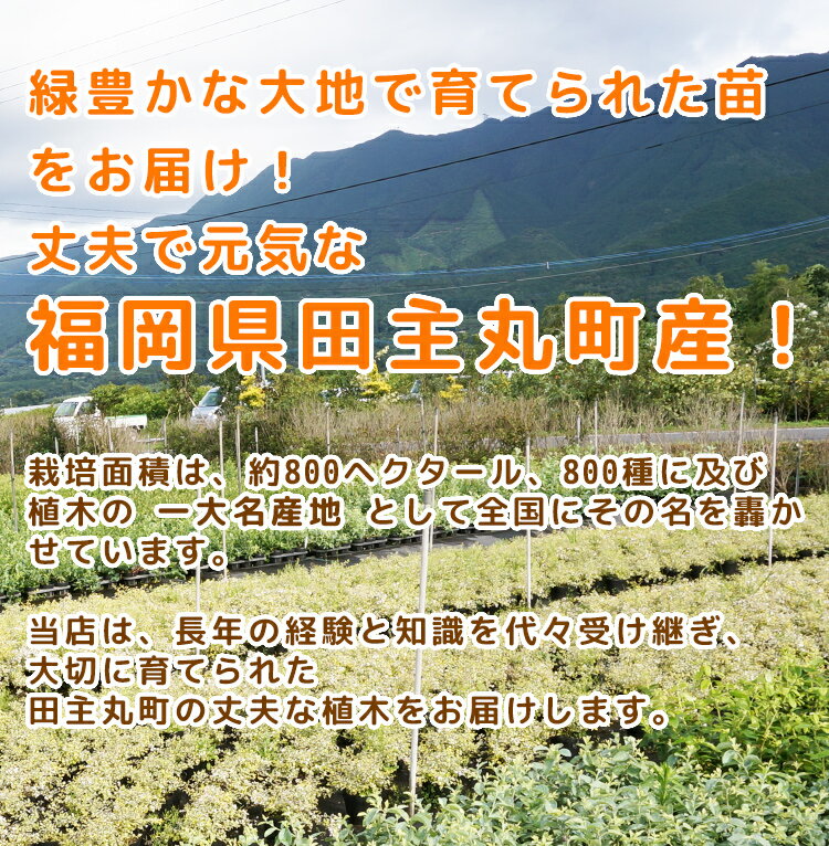 ■送料無料■【50本セット】 ムクノキ 樹高0.5m前後 10.5cmポット 苗木 植木 苗 庭木 生け垣 花を楽しむ木 夏に花を咲かせる植木特集