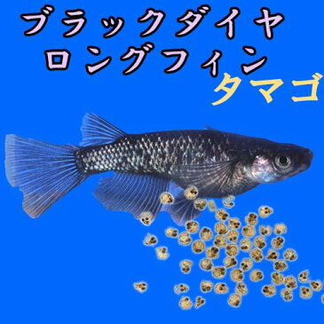 プレミアムメダカ ブラックダイヤリアルロングフィン タマゴ20個 中里氏 血統 めだか 目高 メダカ 生体 種類 繁殖 育成 水草 産卵 飼育 成長 ラメ 綺麗 種親 新種 オロチラメ 黒 クロ くろ 漆黒 真っ黒 淡水魚 観賞魚 貴重 プレミア ロングフィン ヒレ長