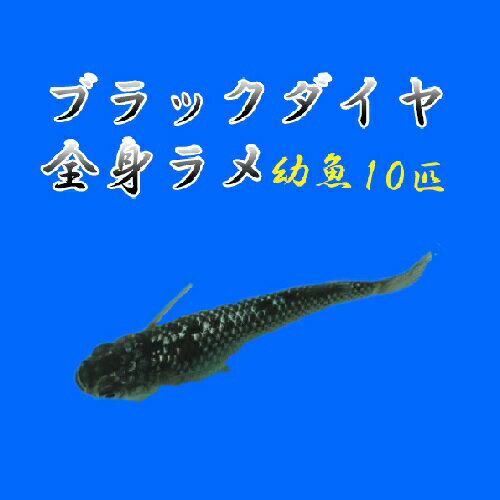 プレミアムメダカ ブラックダイヤ 全身ラメ幼魚10匹中里氏 血統 めだか 目高 黒めだか 黒メダカ クロメダカ medaka 高級 繁殖 産卵 飼育 種類 綺麗 メダカ 生体 種親 新種 改良 変わり オロチ ラメ クロ くろ 漆黒 真っ黒 まっくろ 淡水魚 観賞魚 飼う ペット の 販売