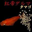 プレミアムメダカ 紅亭ダルマ タマゴ30個 ちぢみ だるま ダルマ チヂミ 楊貴妃 赤系 バルーンメダカ メダカ 生体 めだか 血統 目高 medaka 変わり 高級 メダカ 種類 繁殖 産卵 飼育 綺麗 淡水魚 観賞魚
