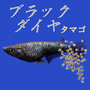 プレミアムメダカ ブラックダイヤ タマゴ30個 中里氏 血統 めだか 目高 タマゴ たまご 卵 メダカ 種類 生体 繁殖 水草 産卵 飼育 ラメ 新種 オロチラメ ラメ 黒 クロ くろ 漆黒 真っ黒 まっくろ 淡水魚 観賞魚 飼う ペット