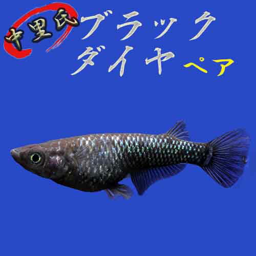 メダカ 卵 オロチ みんな探してる人気モノ メダカ 卵 オロチ ペット ペットグッズ メダカ 卵 オロチ みんな探してる人気モノ メダカ 卵 オロチ ペット ペットグッズ
