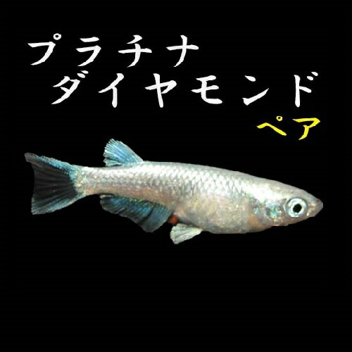 プレミアムメダカ プラチナダイヤモンド ペア メダカ 生体 めだか 血統 目高 medaka 変わり 高級 メダカ 種類 繁殖 産卵 飼育 綺麗 新種 フィン 淡水魚 観賞魚 ダイヤ だいや プラチナ