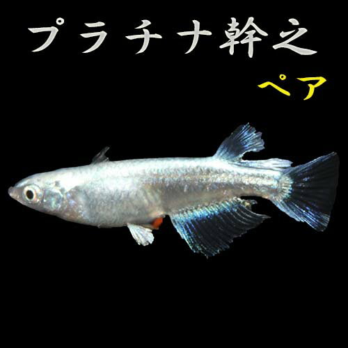 プレミアムメダカ プラチナ幹之 ペア メダカ 生体 めだか 血統 目高 みゆきめだか みゆきメダカ ミユキメダカ 幹之メダカ medaka 幹 之 変わり 高級 繁殖 産卵 飼育 種類 綺麗 新種 みゆき フィン 飼う ペットのメダカ 販売 淡水魚 観賞魚