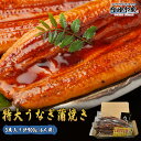 \最安値に挑戦/うなぎ 蒲焼き 鰻 ウナギ 3尾 化粧箱入り タレ6個 山椒付き 食べ方解説書付き 中国産 ”特大うなぎ蒲焼3尾入り”