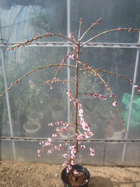 しだれ梅　苗木　藤ボタン