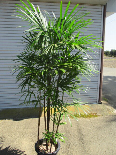 棕櫚竹（シュロチク）特大株　シュロ竹