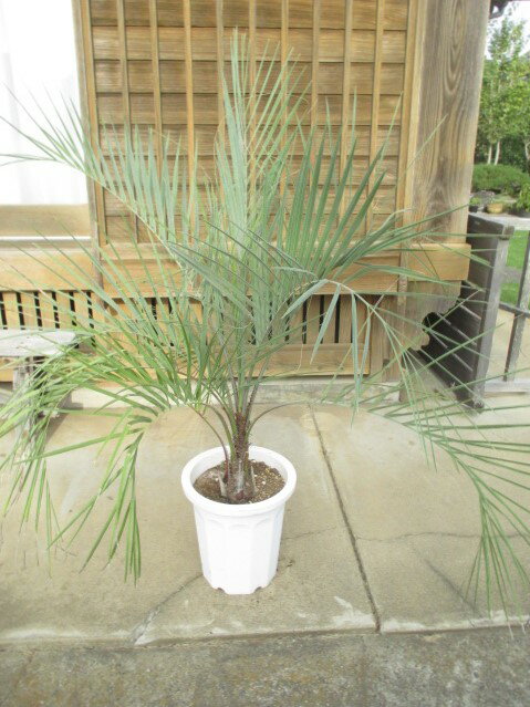 楽天市場】ココスヤシ(観葉植物|花・観葉植物):花・ガーデン・DIYの通販 楽天市場】ココスヤシ(観葉植物|花・観葉植物):花・ガーデン・DIYの通販