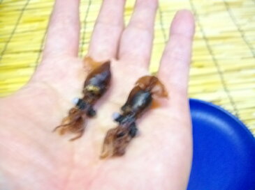 【送料無料】そのまま食べられます 鳥取産 ほたるいかにぼし 130g(約120尾)/ホタルイカ煮干し【smtb-ms】