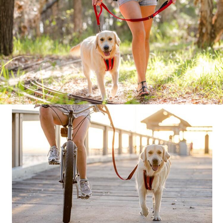 ショック吸収 【EZY DOG】 【ゼロショック 120cm】犬 リード 伸縮性 小型犬 中型犬 大型犬 イージードッグ