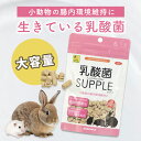 三晃商会 SANKO 乳酸菌サプリ 大容量 100g 小動物用栄養補助食品 うさぎ ハムスター モルモット リス チンチラ