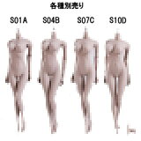 TBLeaguefemale seamless body PALE series not head S01A S04B S07C S10D TB꡼ 1/6 쥹ܥǥ ڡʥإåɤʤ ǥåͷ