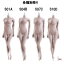 TBLeaguefemale seamless body PALE series not head S01A S04B S07C S10D TB꡼ 1/6 쥹ܥǥ ڡʥإåɤʤ ǥåͷ