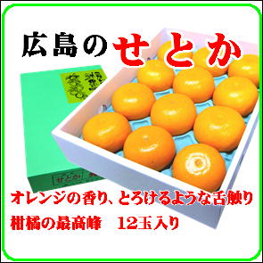 広島県瀬戸田産　せとか 特選12個入りサイズ
