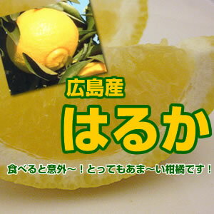 Rakuten - 広島産　はるか5kg
