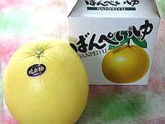 ばんぺいゆ・晩白柚（バンペイユ）1玉入りのサムネイル