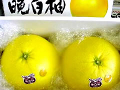 ばんぺいゆ・熊本八代産の晩白柚（バンペイユ）2Lサイズ（2玉入り)
