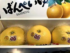 ばんぺいゆ・熊本八代産の晩白柚（バンペイユ）Lサイズ（3玉入り）のサムネイル