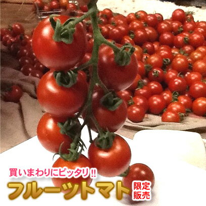 【送料無料】【4,300円】 限定販売 フルーツトマト 2.5kg 熊本産