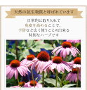 エキナセア 1kg アメ横 大津屋 業務用 ムラサキバレンギク 紫馬簾菊 echinacea えきなせあ 3