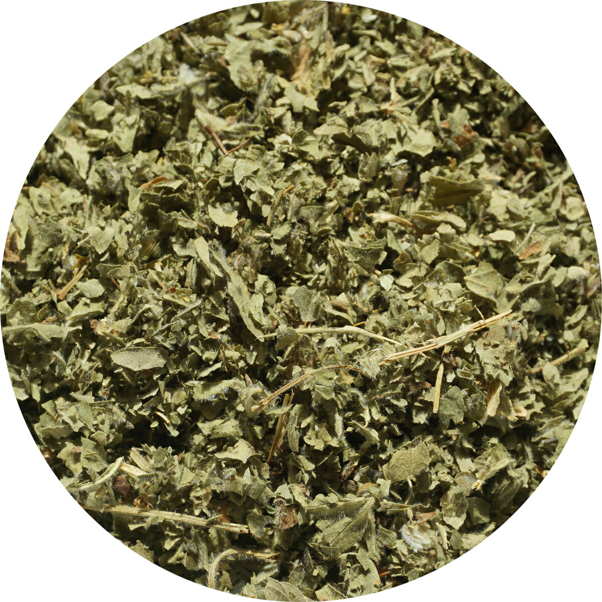 ǥޥȥ20gǥޥȥ륢륱ߥladysmantleϥ⥰°alchemilla